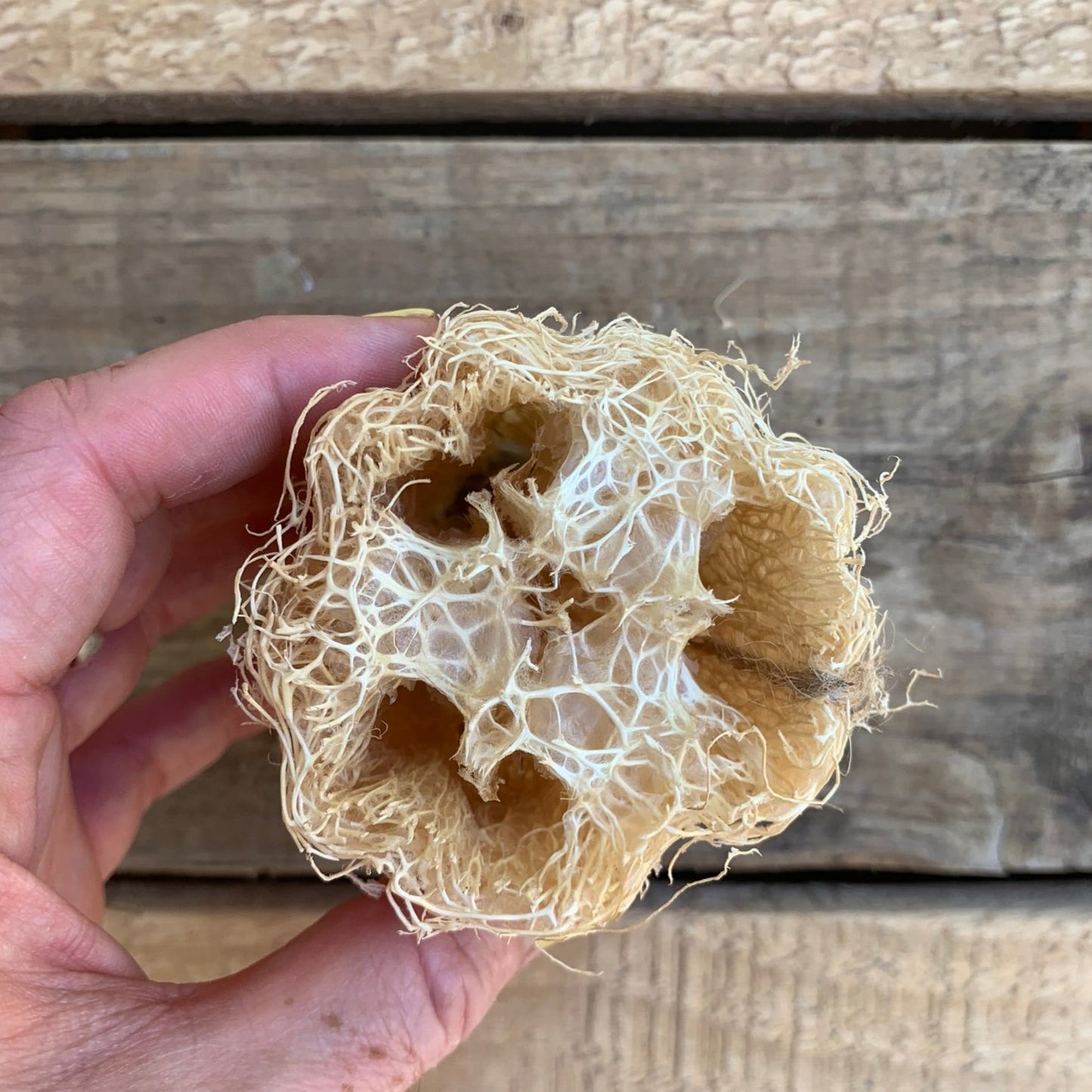 Natural Loofah